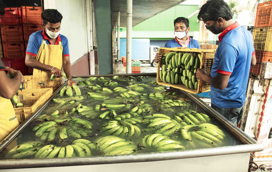 Keventer Banana Factory